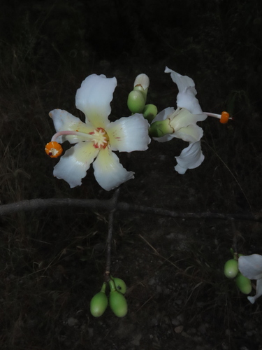 Ceiba insignis (Ceiba insignis)