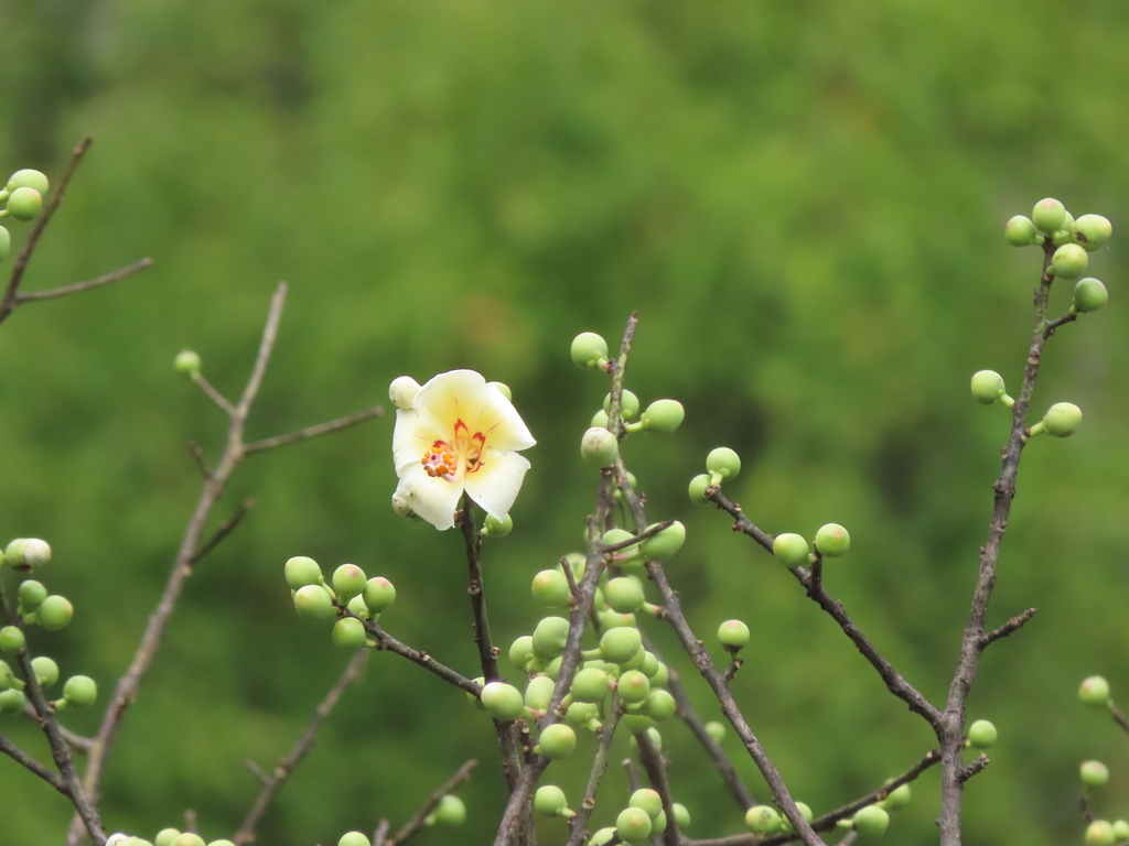 Ceiba insignis (Ceiba insignis)