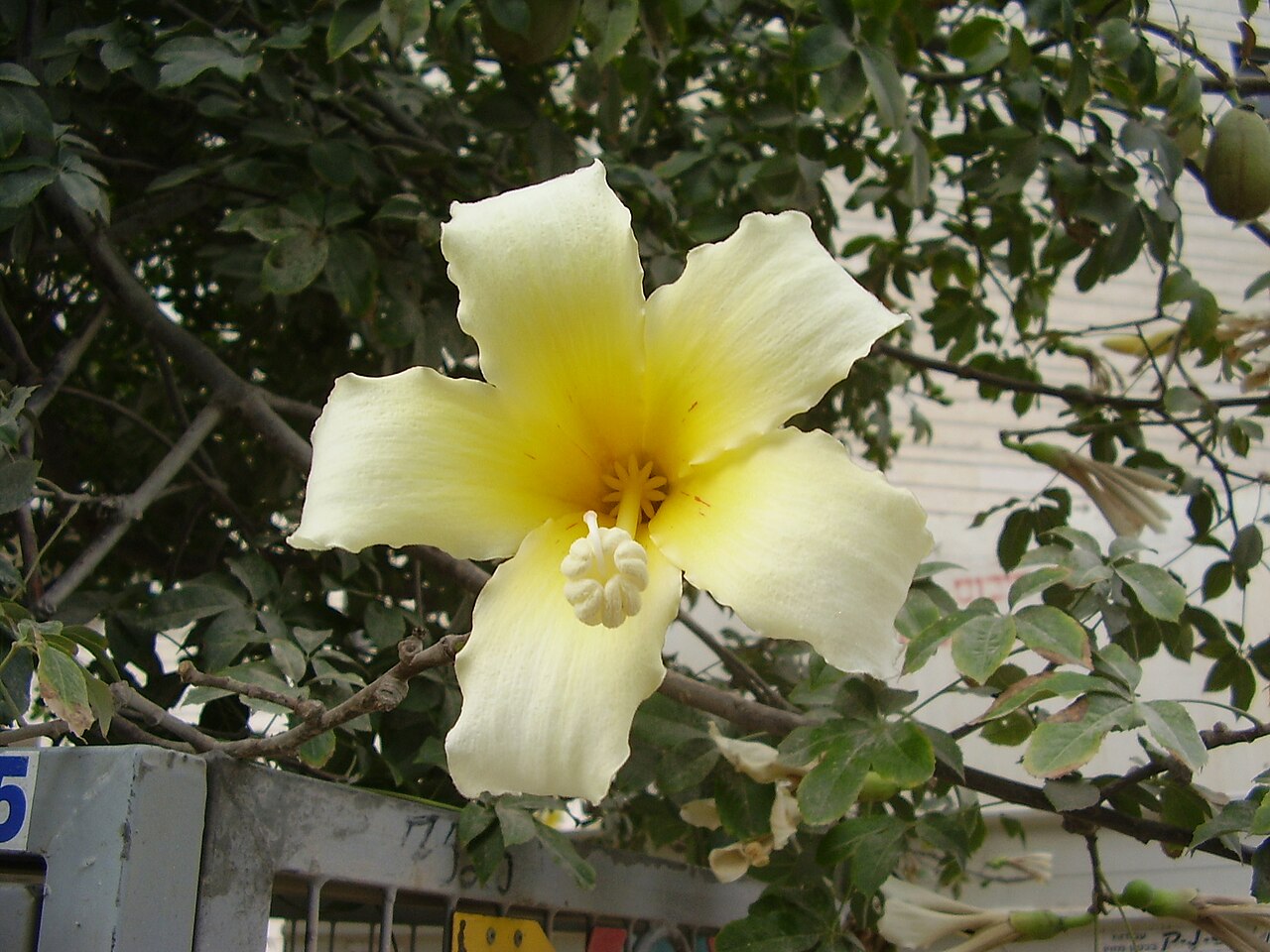 Ceiba insignis: flower of ceiba insignis