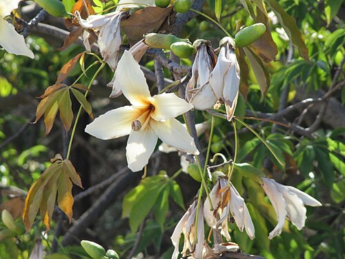 Ceiba insignis: My thanks to Scott for the ID ...