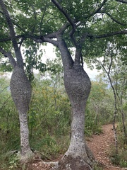 Ceiba insignis (Ceiba insignis)