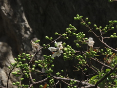 Ceiba insignis (Ceiba insignis)