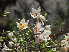 Ceiba insignis (Ceiba insignis)