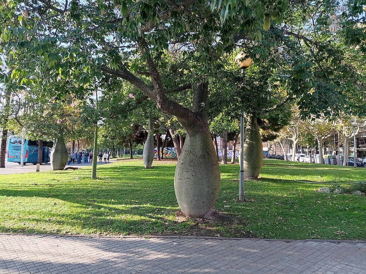 Ceiba insignis: Ceiba insignis
