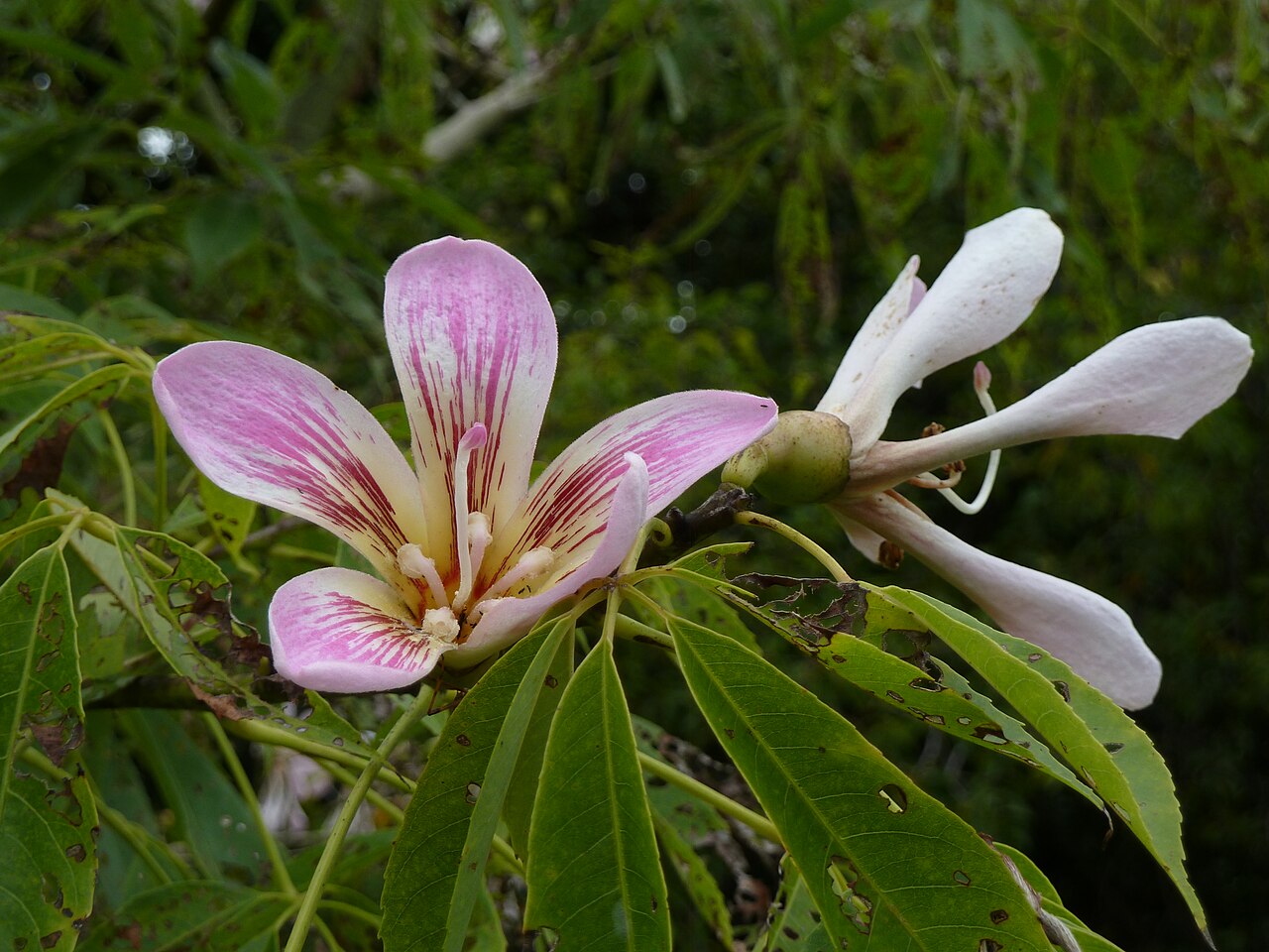 Ceiba insignis: Ceiba insignis at the McBryde NTBG on Kauai Malvaceae