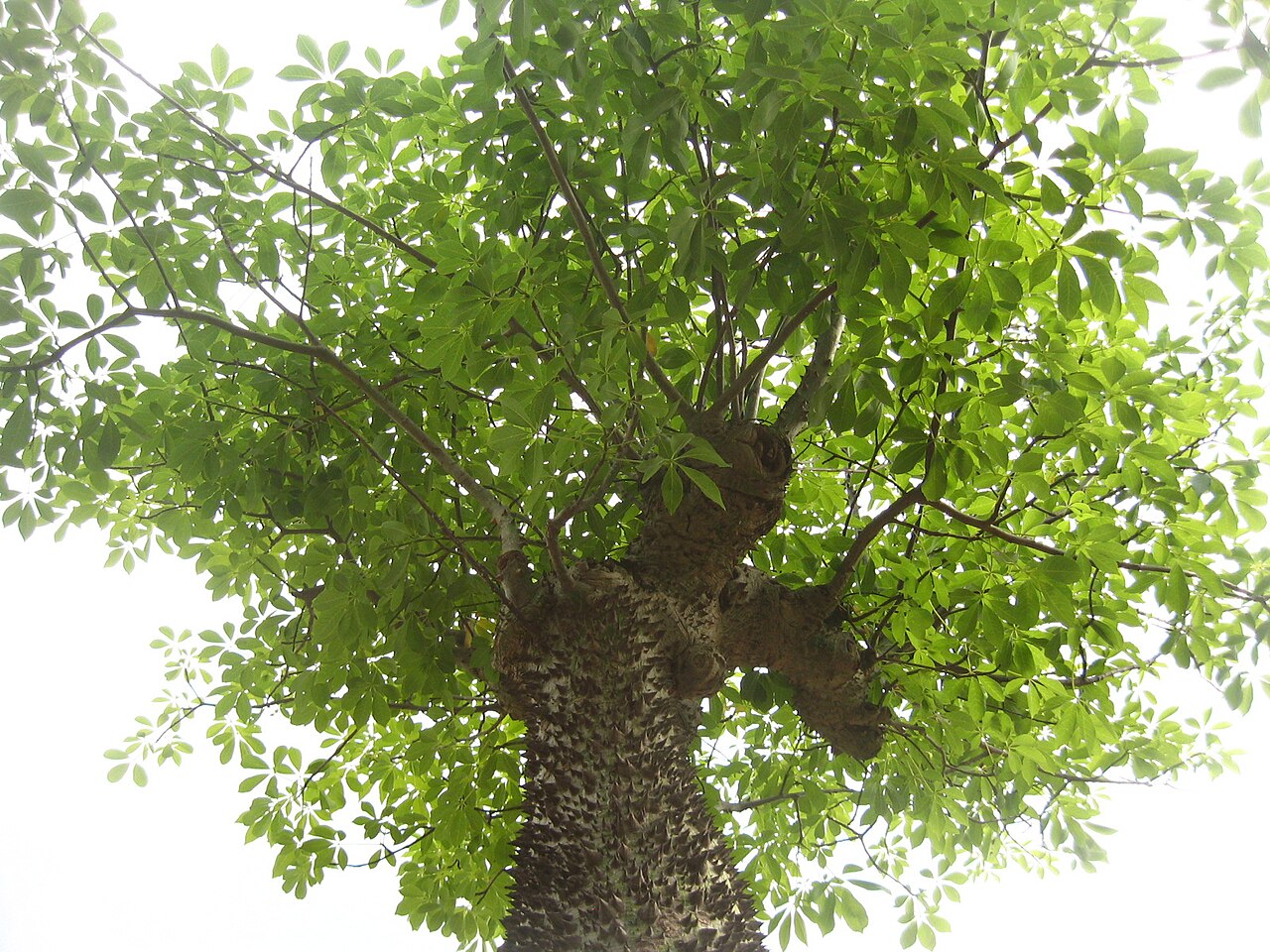 Ceiba insignis: Ceiba insignis. Family: Malvaceae Subfamily: Bombacoideae