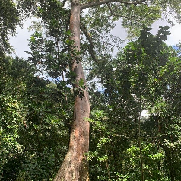 Kapok (Ceiba pentandra)