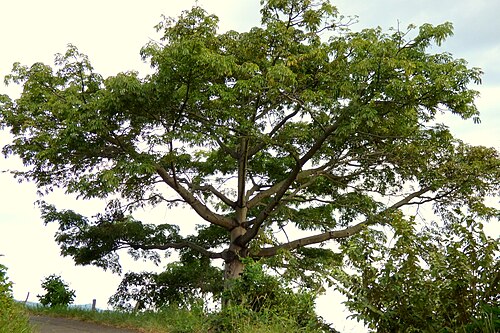 Kapok: Ceiba