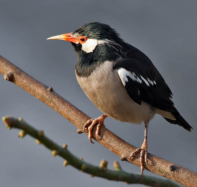 Kapok: Asian Pied Starling Sturnus contra in Kolkata , West Bengal , India .