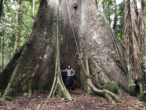 Kapok (Ceiba pentandra)
