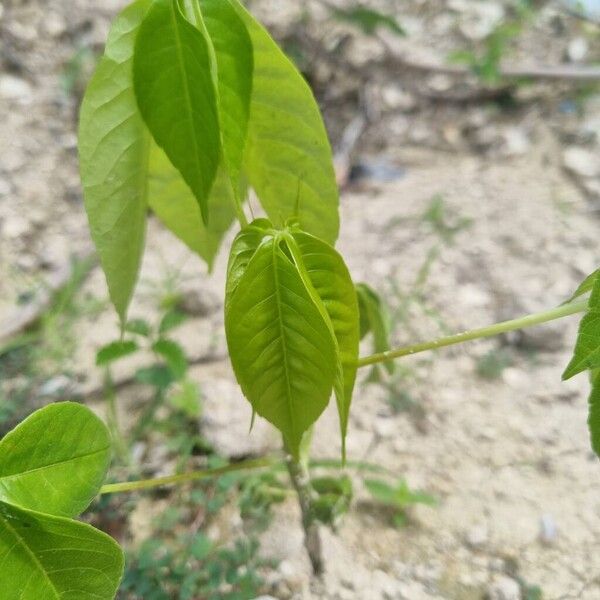 Kapok (Ceiba pentandra)