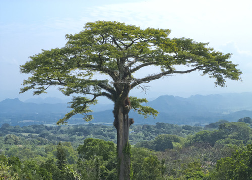 Kapok (Ceiba pentandra)