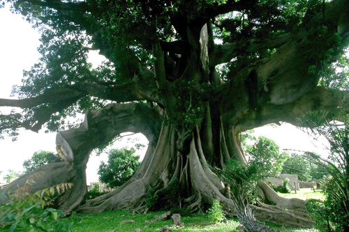 Kapok (Ceiba pentandra)