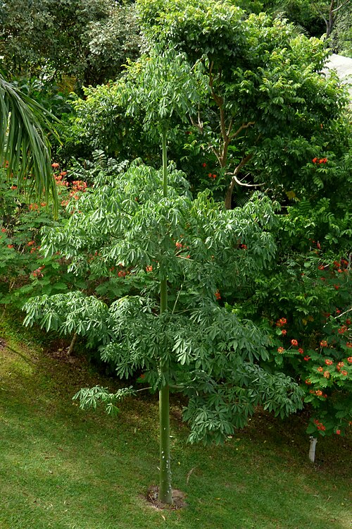 Kapok: Ceiba