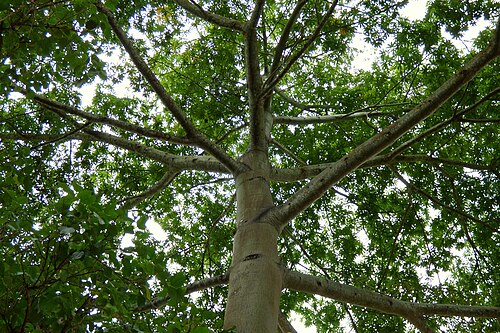 Kapok: Ceiba