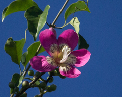 Ceiba pubiflora (Ceiba pubiflora)