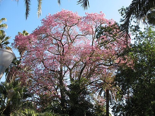 Ceiba pubiflora: Large Ceiba pubiflora in the Paseo del parque in Malga Spain