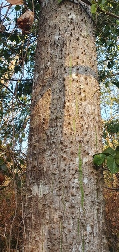Ceiba pubiflora (Ceiba pubiflora)
