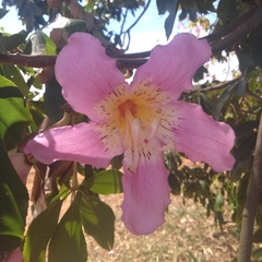 Ceiba pubiflora (Ceiba pubiflora)