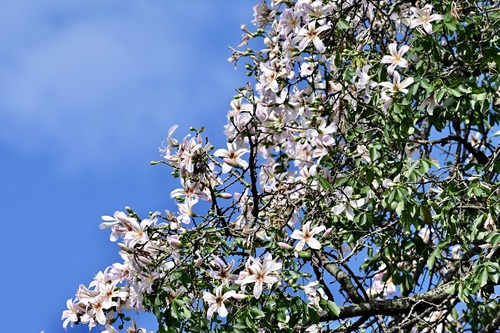 Ceiba pubiflora (Ceiba pubiflora)