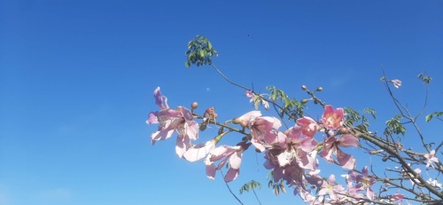 Ceiba pubiflora (Ceiba pubiflora)