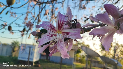 Ceiba pubiflora (Ceiba pubiflora)