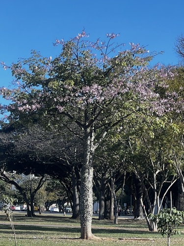 Ceiba pubiflora (Ceiba pubiflora)