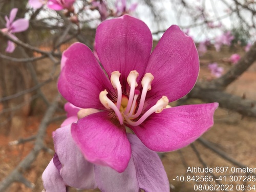 Ceiba pubiflora (Ceiba pubiflora)