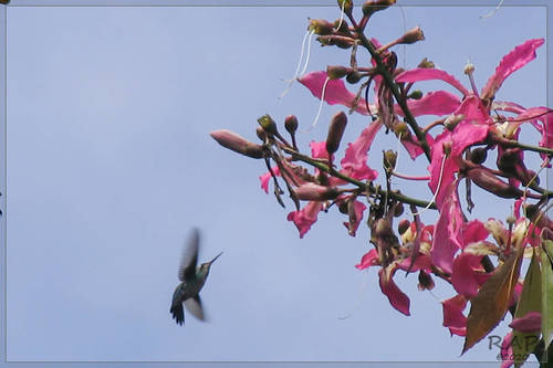 Silk floss tree (Ceiba speciosa)