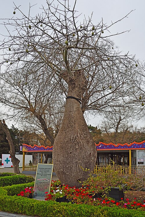 Silk floss tree: Bicentennial Ceiba Speciosa, Baku Boulevard, Baku, Azerbaijan