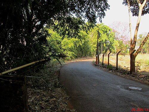 Silk floss tree: Caminho após a ponte do Córrego Ribeirão Preto, ao fundo uma Paineira
