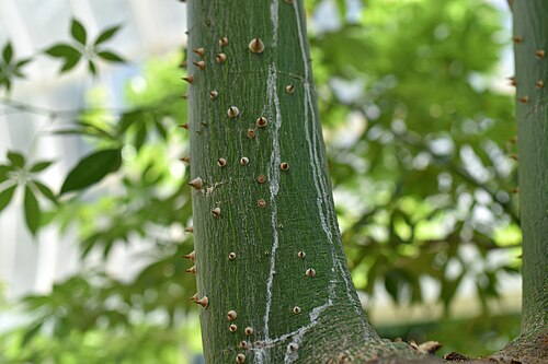Silk floss tree: トックリキワタの枝の樹皮、茨城県の水戸市植物公園にて。
