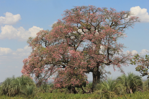 Silk floss tree (Ceiba speciosa)