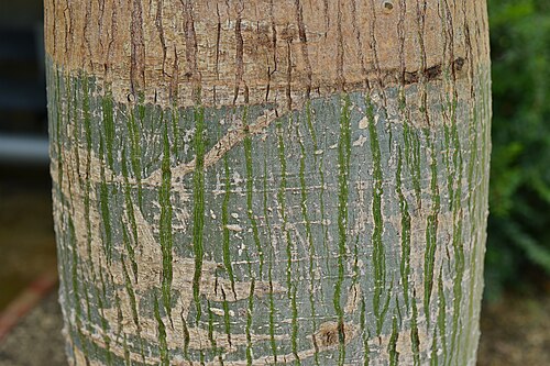Silk floss tree: トックリキワタの幹の樹皮、茨城県の水戸市植物公園にて。
