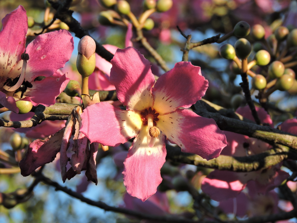 Silk floss tree (Ceiba speciosa)