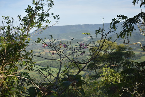 Silk floss tree (Ceiba speciosa)