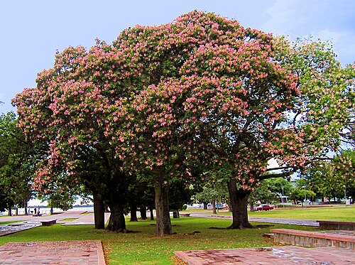 Silk floss tree: Ceiba speciosa , formerly Chorisia speciosa (in English floss silk tree ; in Spanish palo borracho ). These specimens are planted at the National Flag Memorial