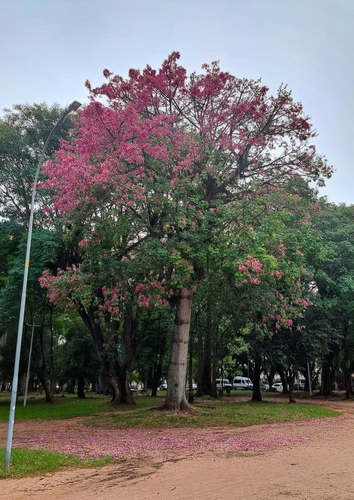 Silk floss tree (Ceiba speciosa)