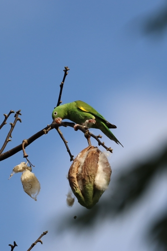 Silk floss tree (Ceiba speciosa)