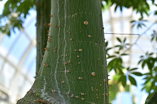 Silk floss tree: トックリキワタの枝の樹皮、茨城県の水戸市植物公園にて。