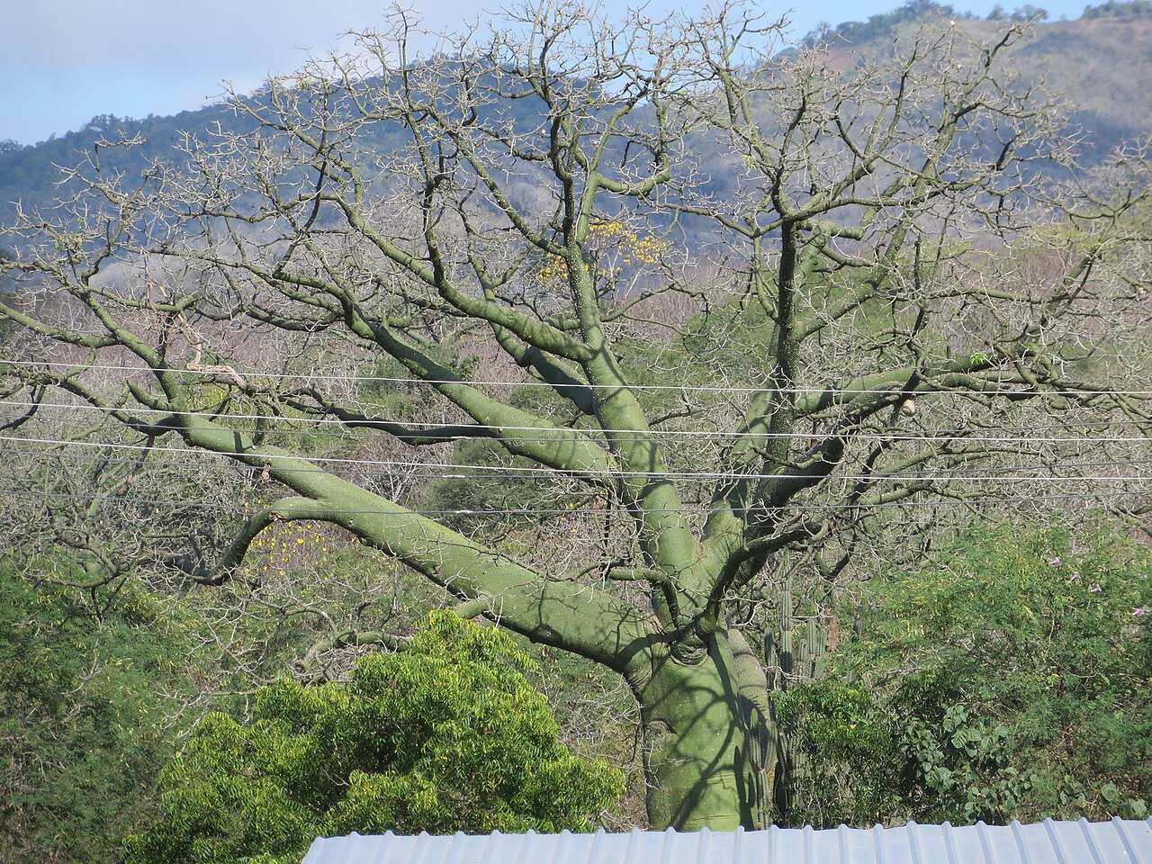 Ceiba trischistandra: Photo of Ceiba trischistandra (Ceiba trischistandra) uploaded from iNaturalist .