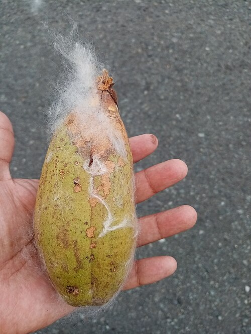 Ceiba trischistandra: Ceiba trischistandra Capsule