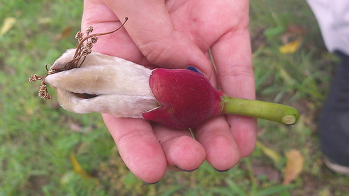 Ceiba trischistandra (Ceiba trischistandra)