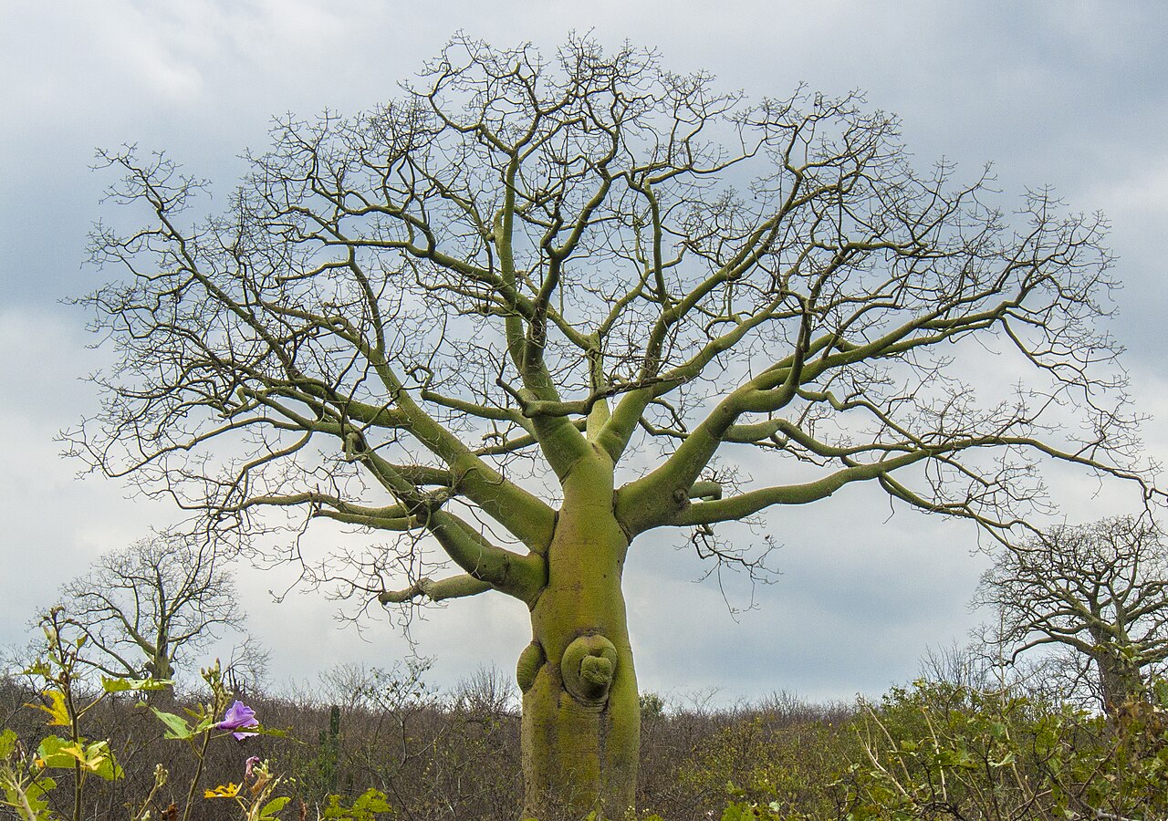 Ceiba trischistandra: Vía de la costa a Puerto López