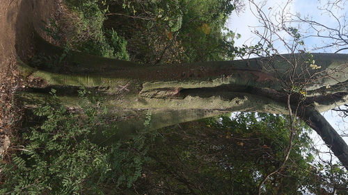 Ceiba trischistandra (Ceiba trischistandra)