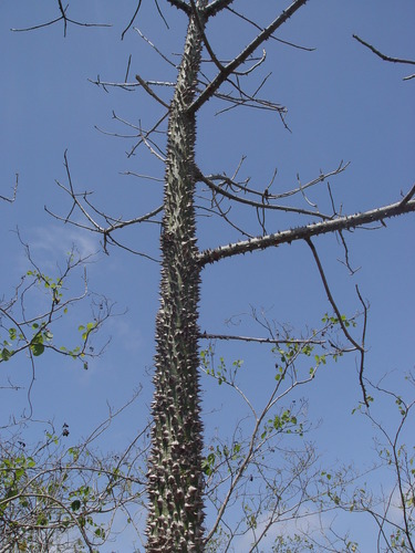 Ceiba trischistandra (Ceiba trischistandra)