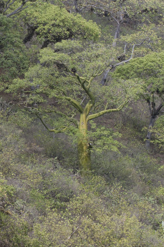 Ceiba trischistandra (Ceiba trischistandra)