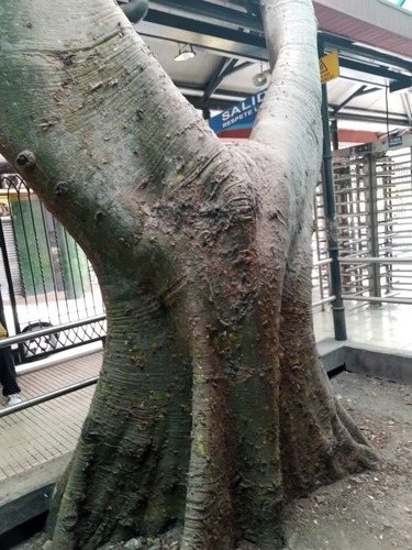 Ceiba trischistandra (Ceiba trischistandra)