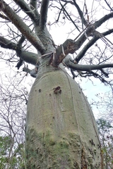 Ceiba trischistandra (Ceiba trischistandra)
