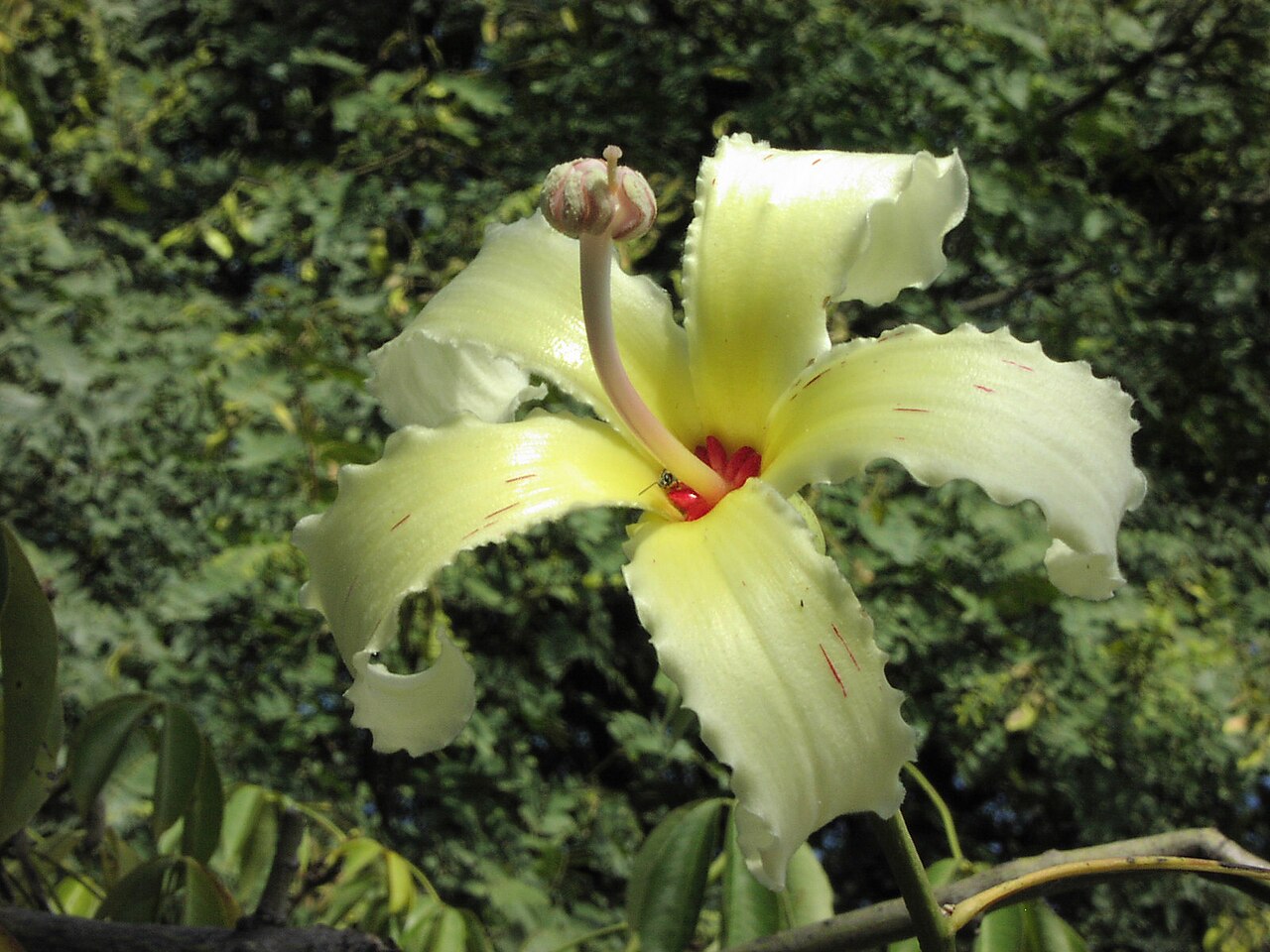 Ceiba ventricosa: Palo borracho flower. Ciudad de Córdoba, Córdoba, Argentina